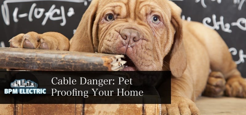 pet-proofing-your-home